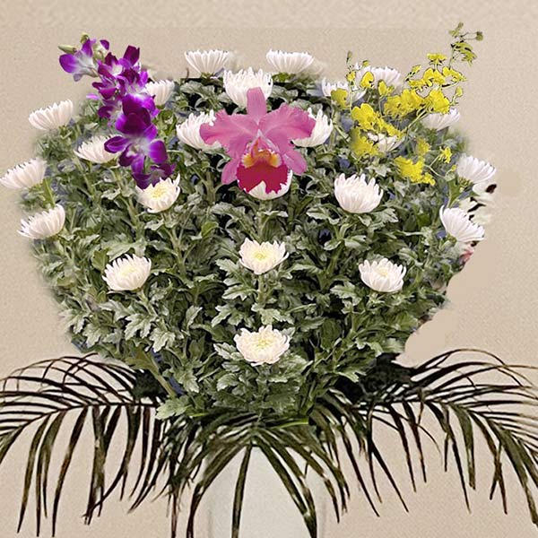 菊